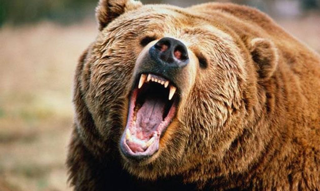 Ayıların Saldırısından Yaralı Kurtuldu!