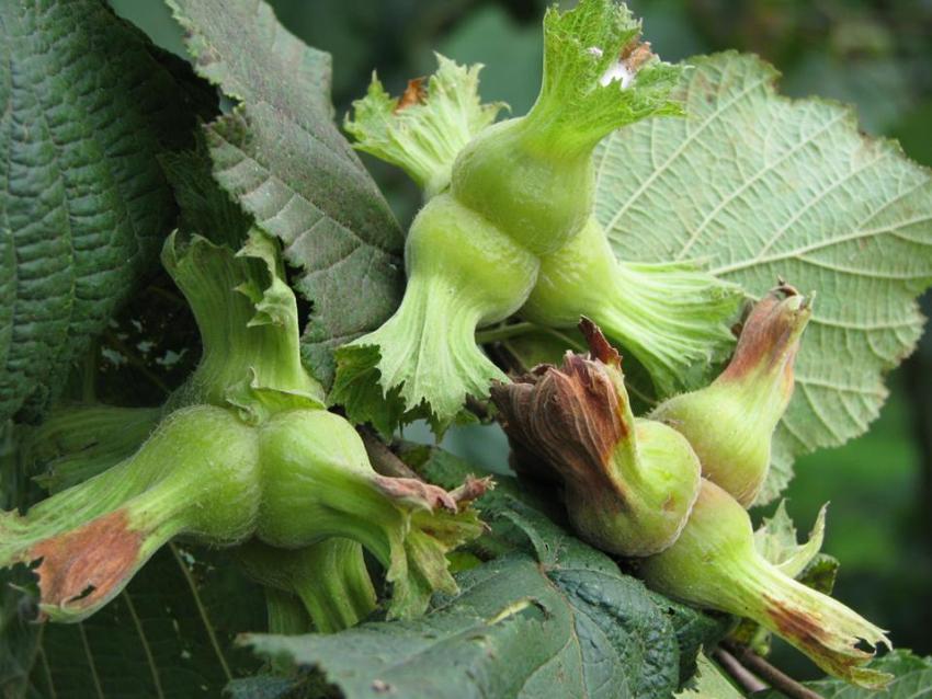 Fındıkta “Erken Hasat” Uyarısı!