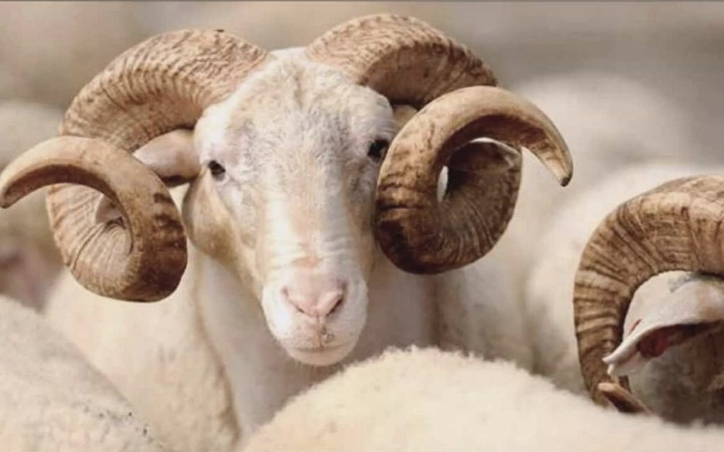 “Kurban” nedir? “Kurban” kelimesinin kökenini ve anlamını sizin için araştırdık…