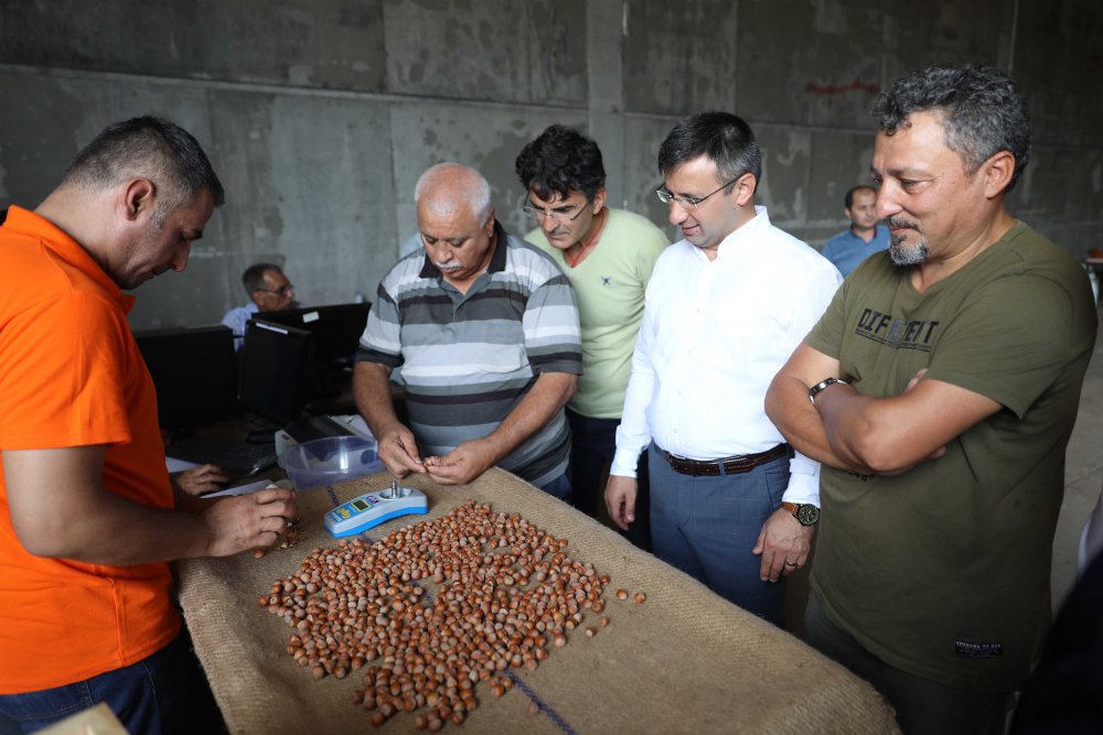 Araklılı fındık üreticileri için en yakın TMO fındık alım noktaları nerede?