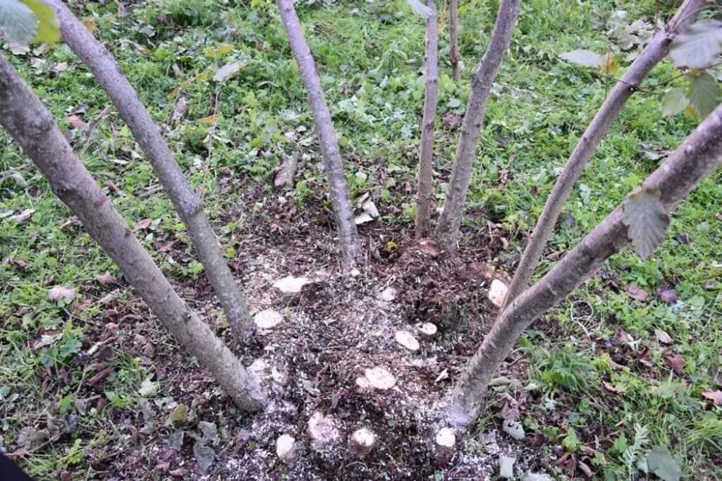 İlçe Ziraat Odası tarafından fındık seyrekleştirme eğitimi verilecek