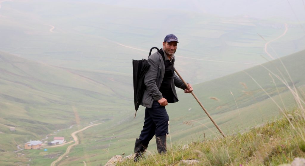 Sayıları günden güne azalan Karadeniz’in son sürü sahipleri