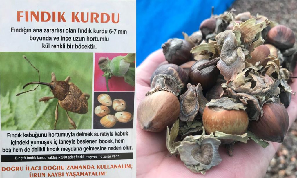 Çiftçi şikâyetçi… Fındık Kurdu ve Yeşil Kokarca yüzünden rekoltede önemli kayıplar yaşandı